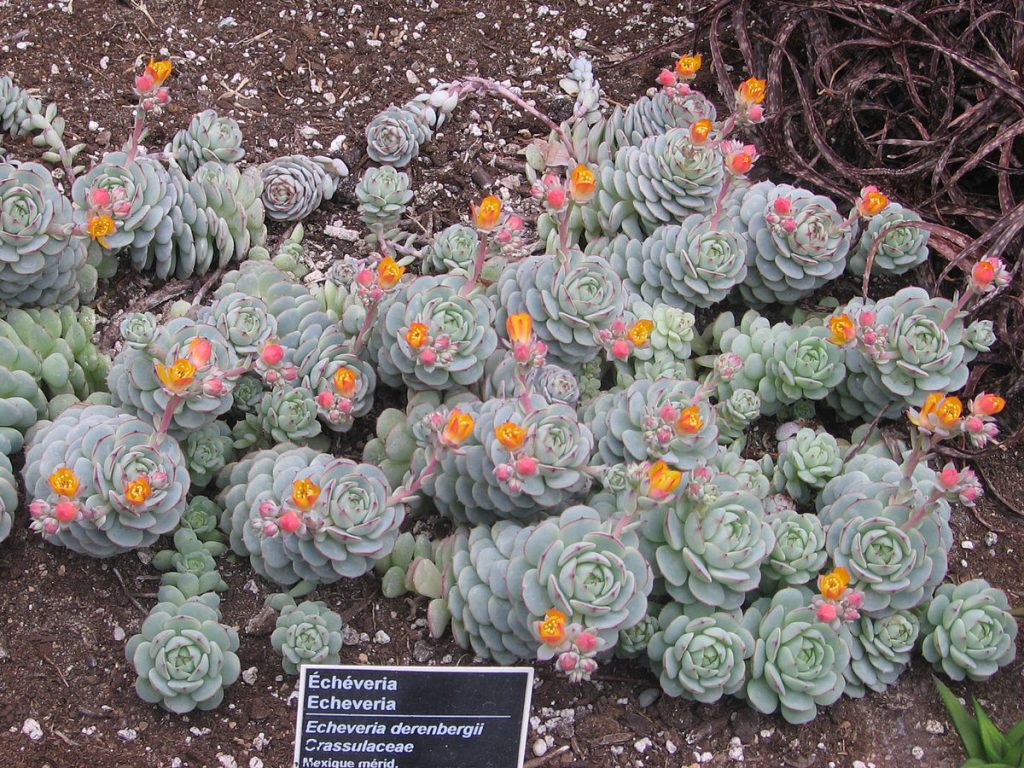 Comment créer un terrarium tropical humide ?