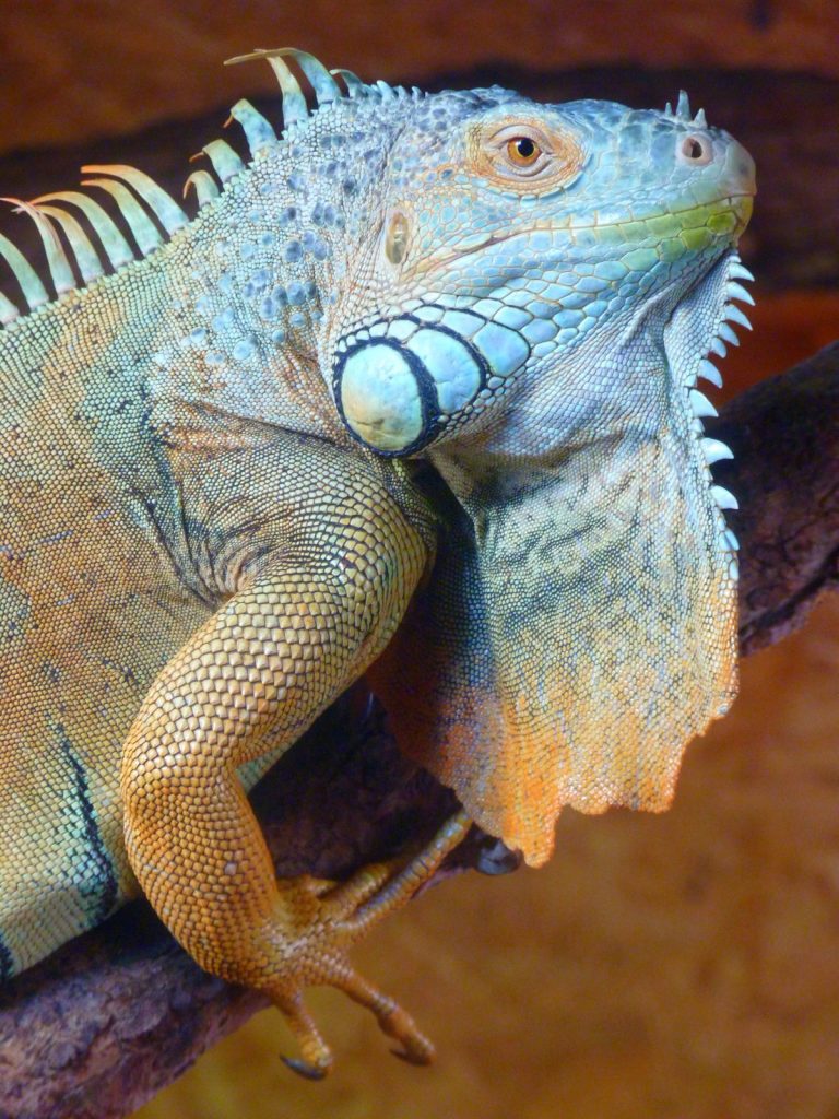 animalerie reptile vaucluse