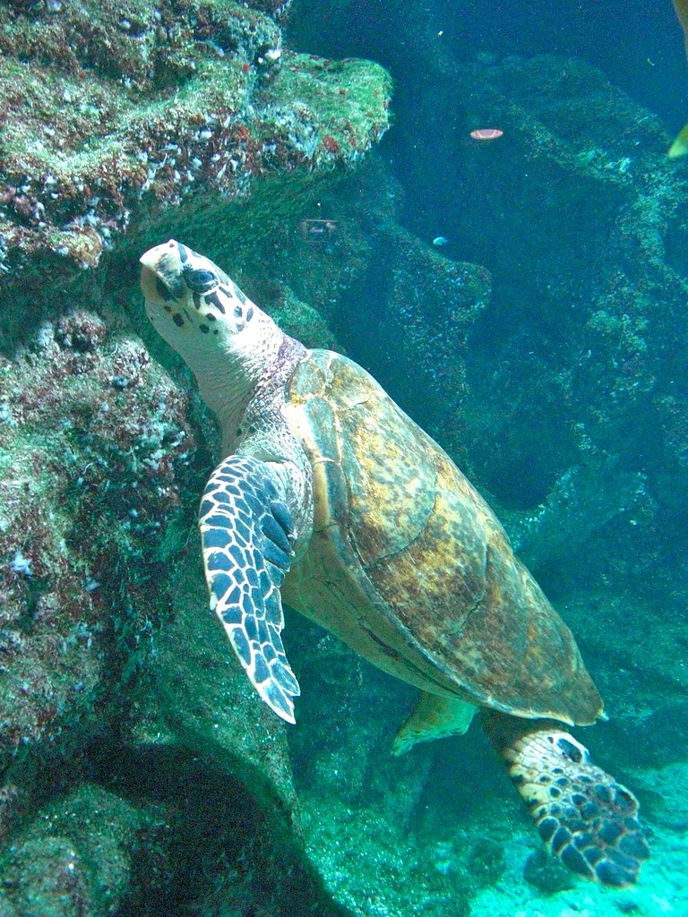aquarium a tortue jardiland
