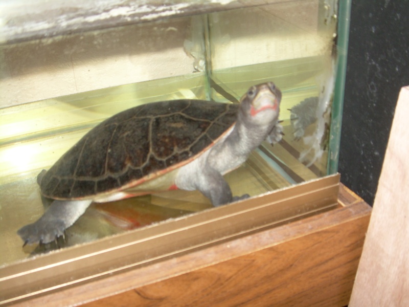 aquaterrarium tortue