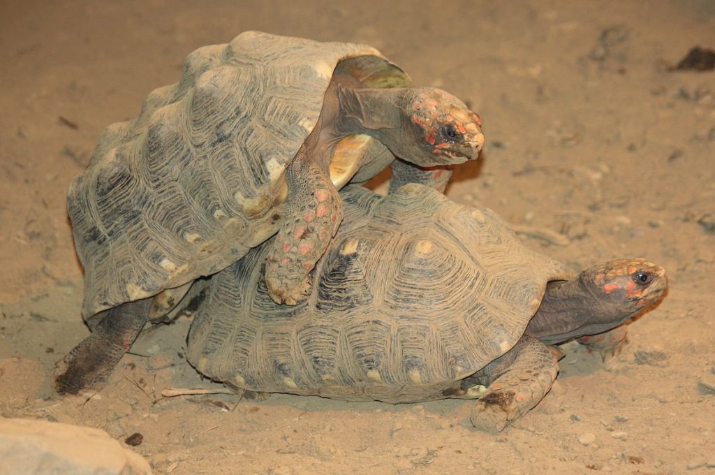 cabane a tortue