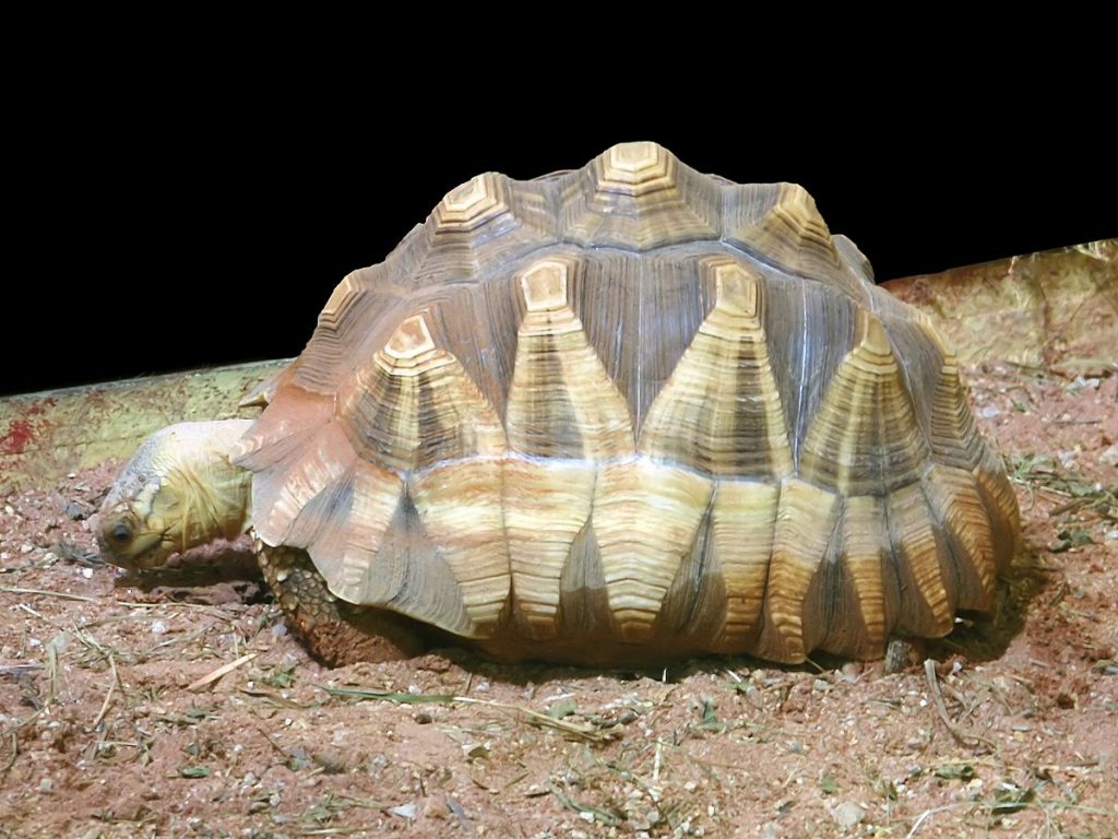 cage pour tortue
