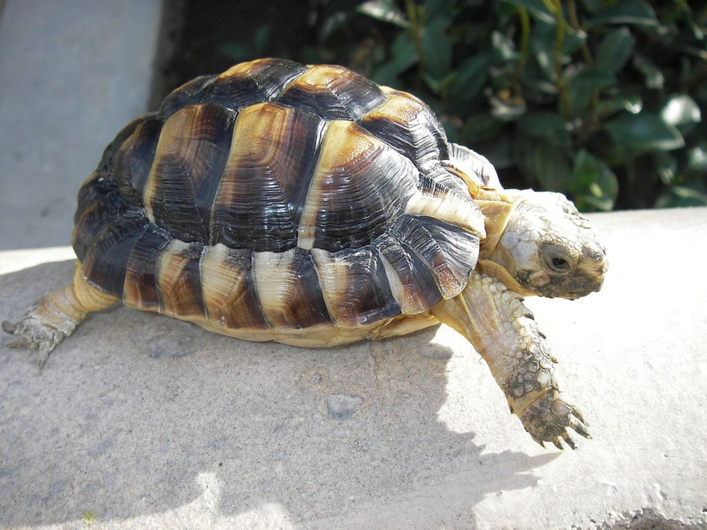 cage pour tortue
