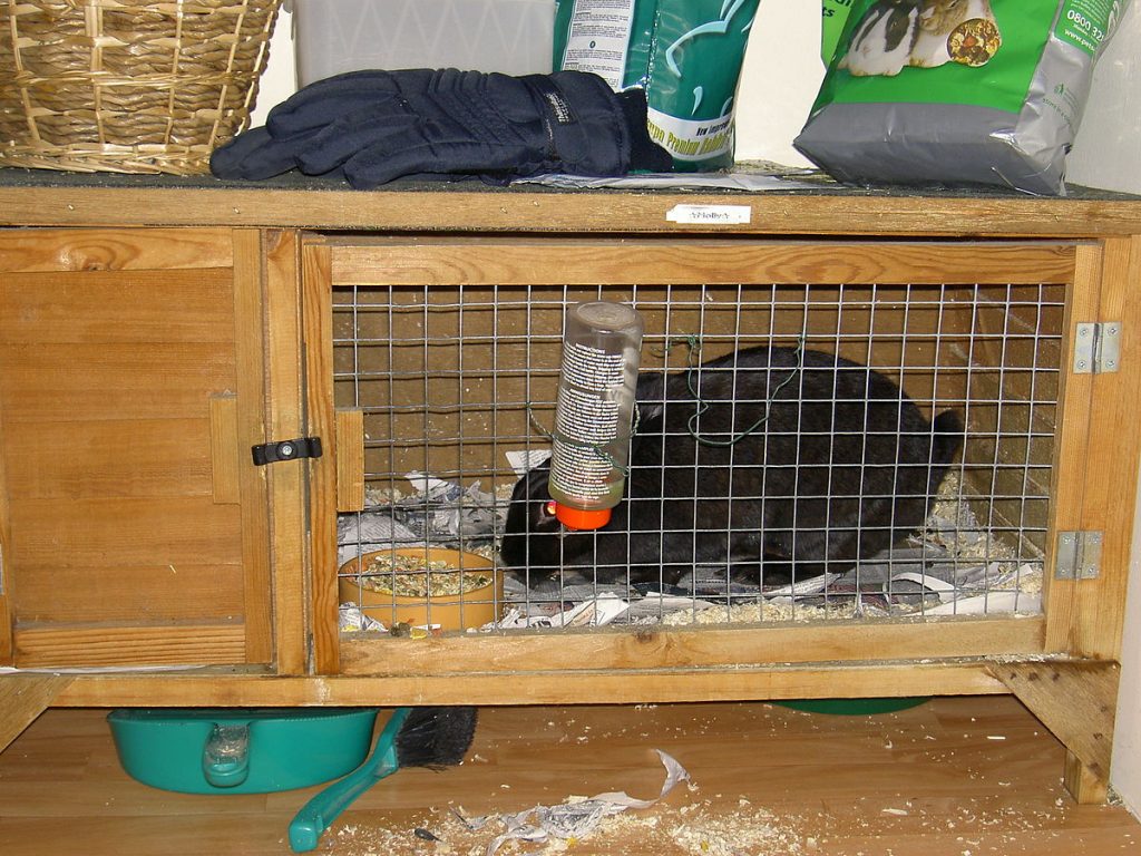 cage pour tortue
