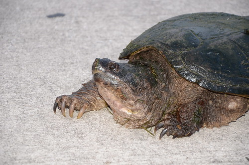 chelydra serpentina osceola