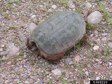 chelydra serpentina wiki