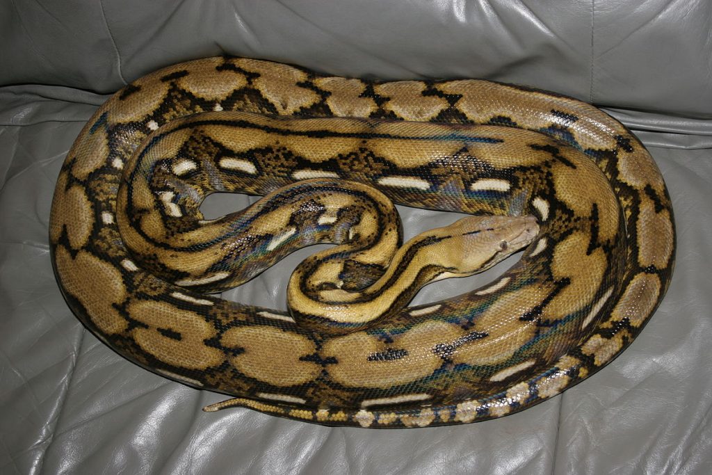 comment dessiner un serpent facilement