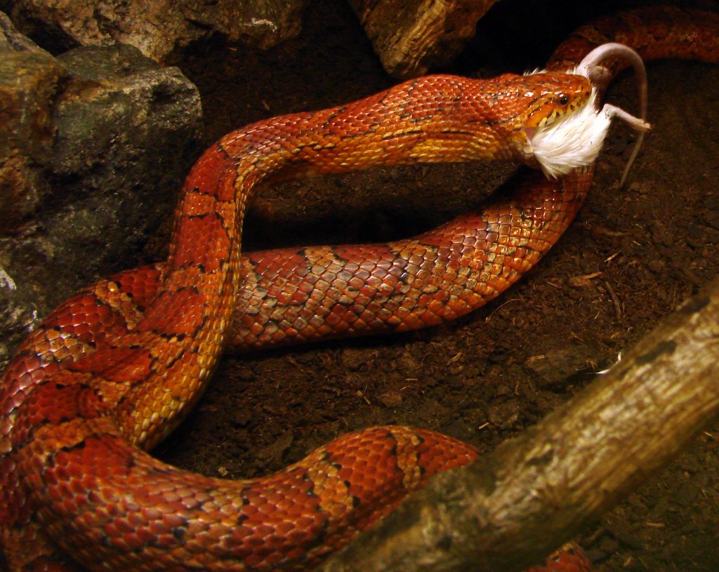 dessin serpent a dessiner