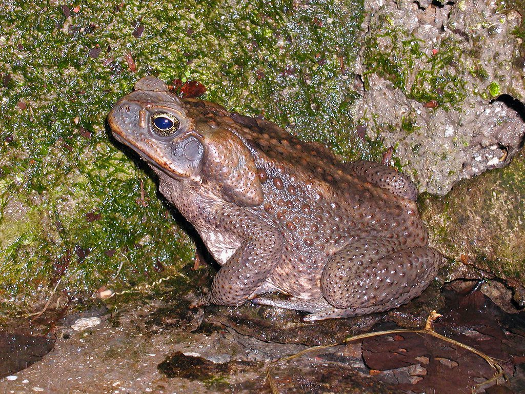 crapaud buffle poids