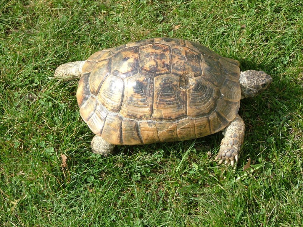 dessins de tortue
