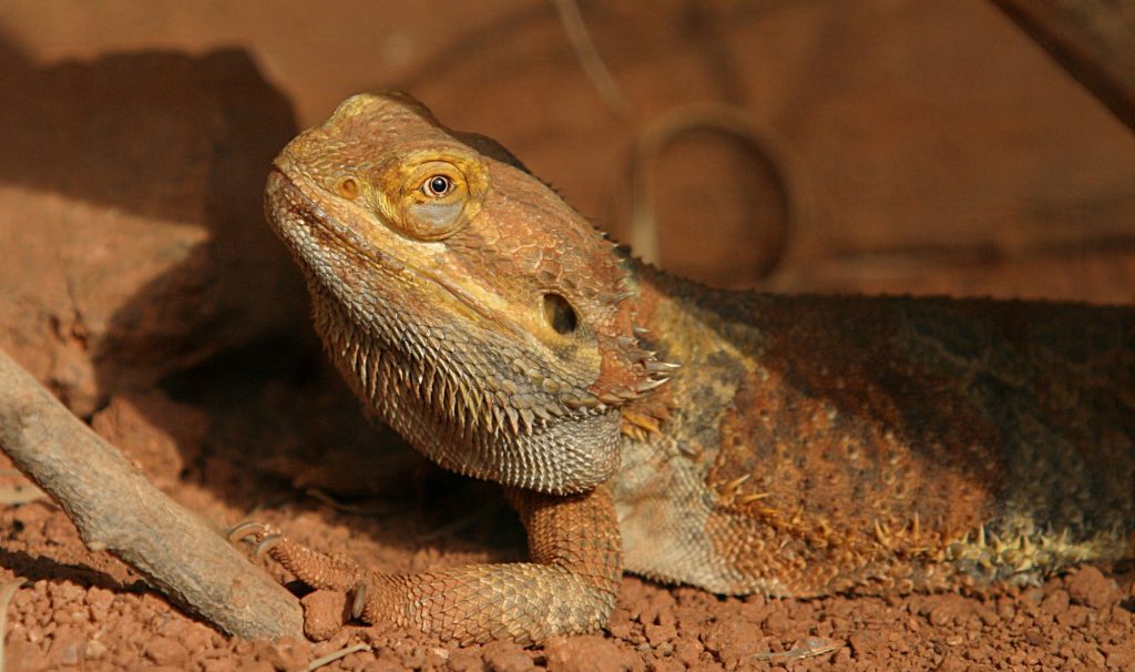 Comment élever un dragon barbu ?