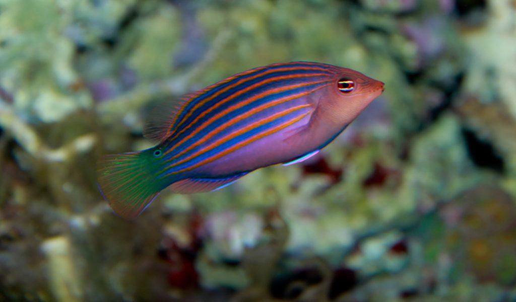 dragon d'eau aquarium