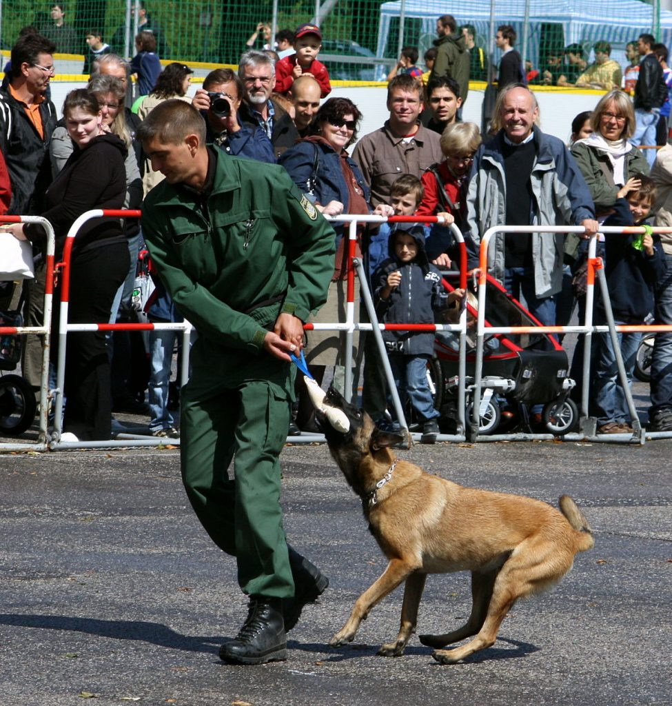 elevage de golden retriever