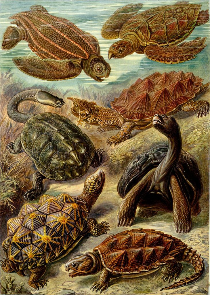 espèces de tortues marines