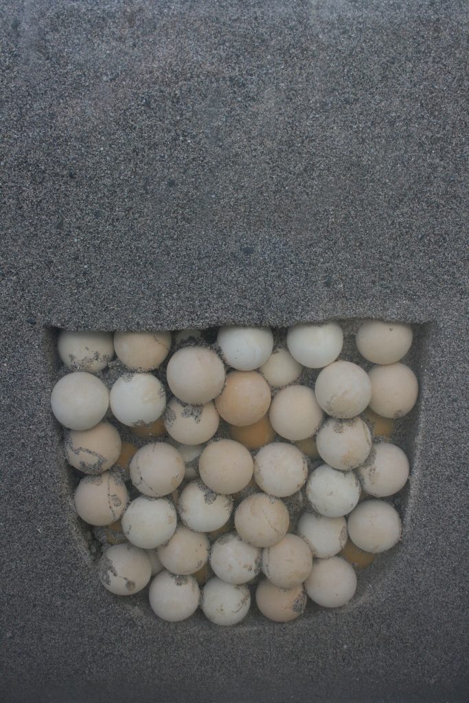 expose sur les tortues