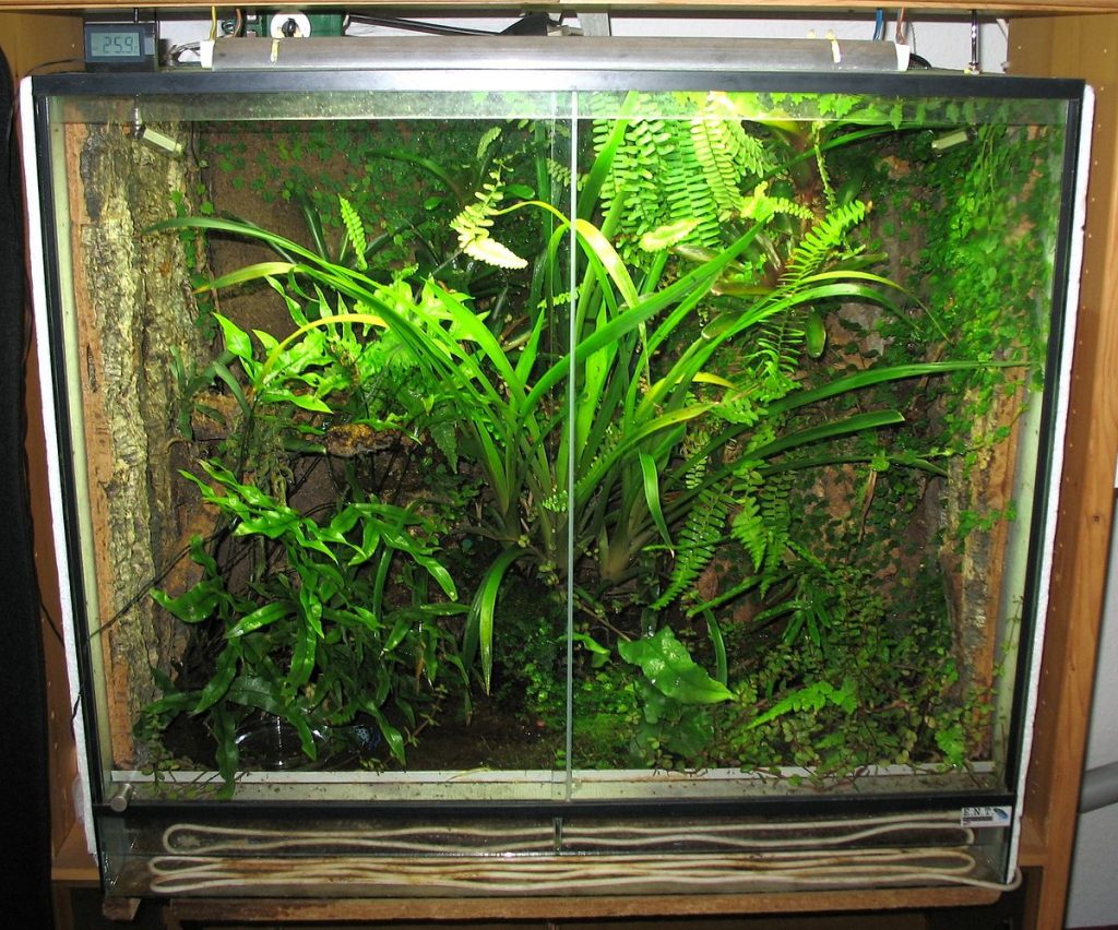 terrarium pour serpent des blés
