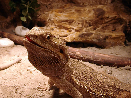 forum pogona