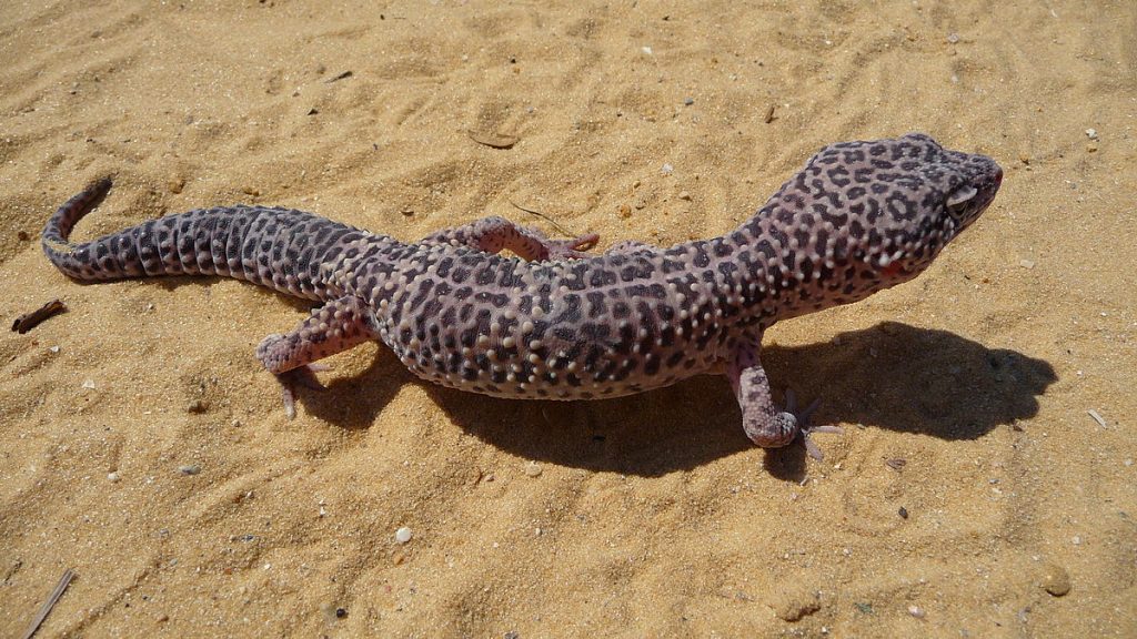 comment s'occuper d'un gecko leopard