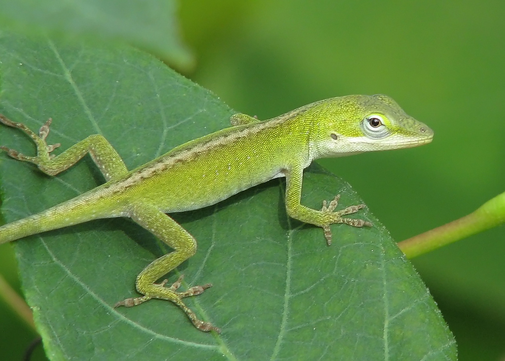 gecko terrarium
