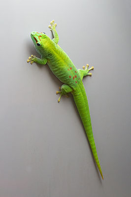 gecko terrarium