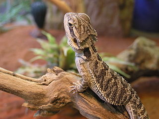 gecko terrarium
