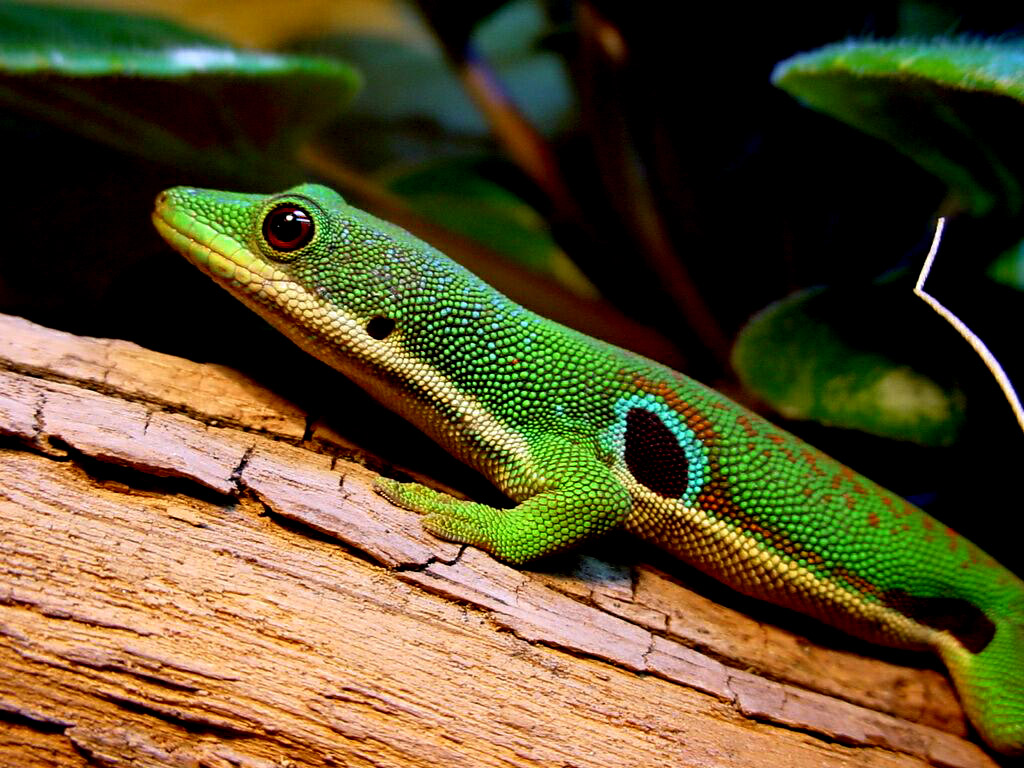 gecko terrarium