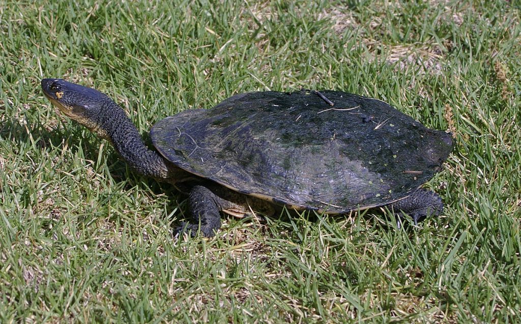 Quel filtre pour aquarium tortue ?