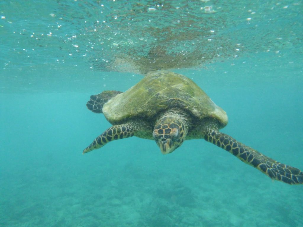 grande tortue des mers chaudes