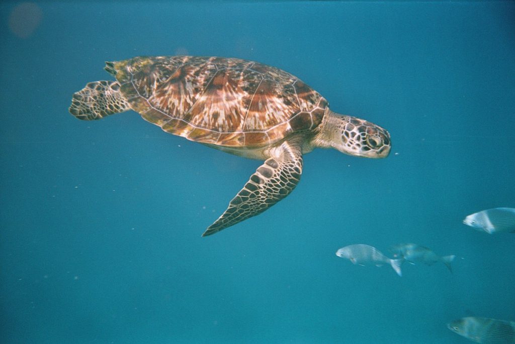 Ou voir des tortues marines ?