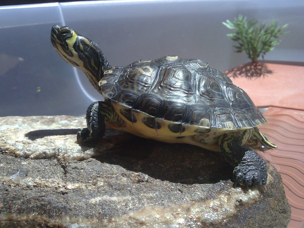 Comment dessiner une tortue marine ?