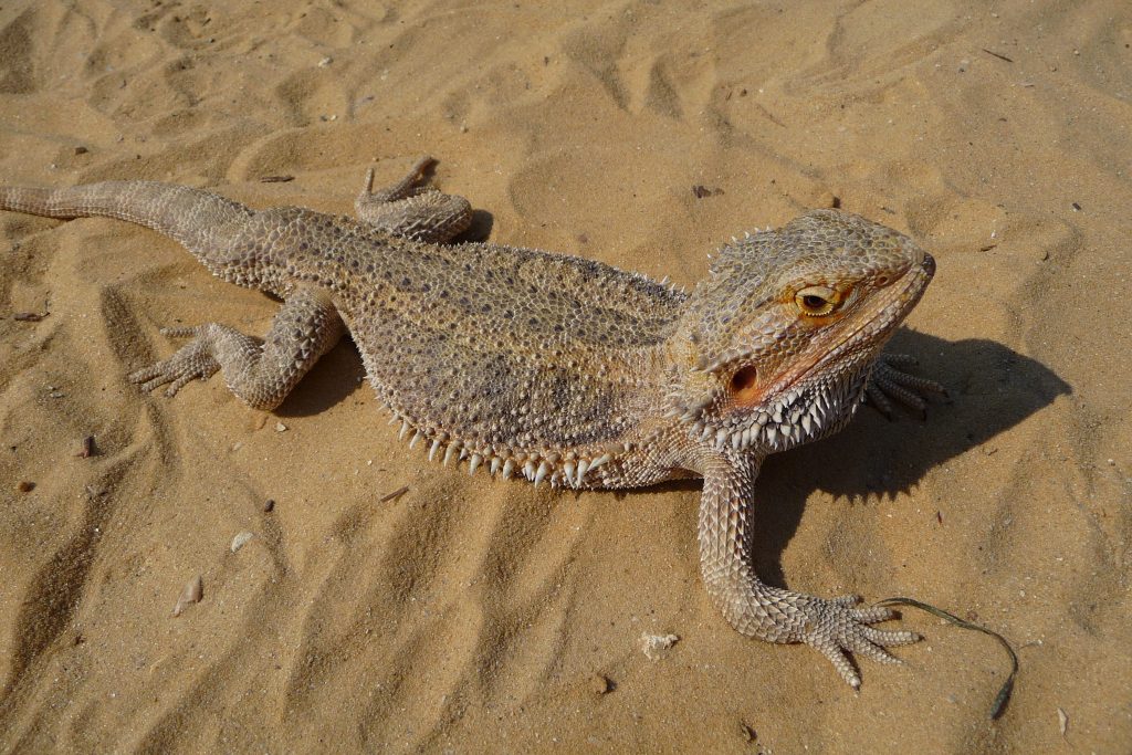 photo de pogona