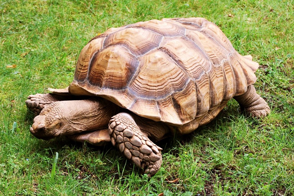 Ou avoir une tortue terrestre ?