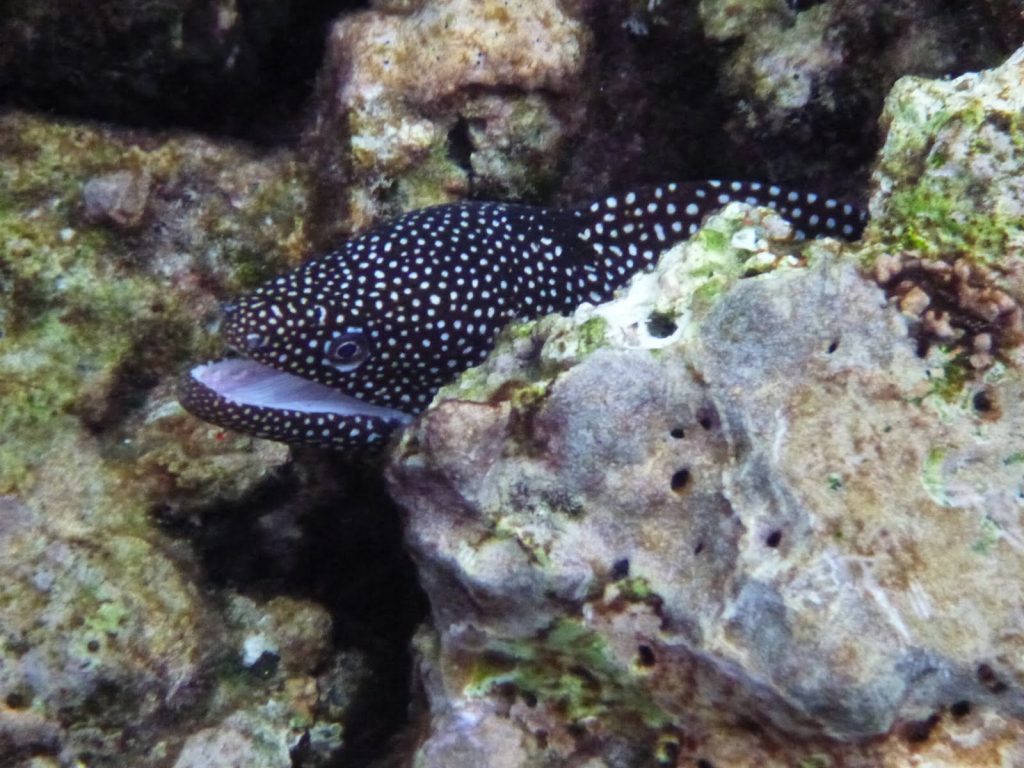 la plus grande tortue du monde