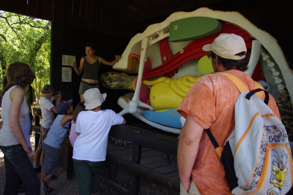 la tortue aquatique