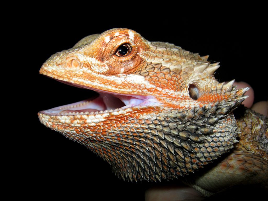 le pogona