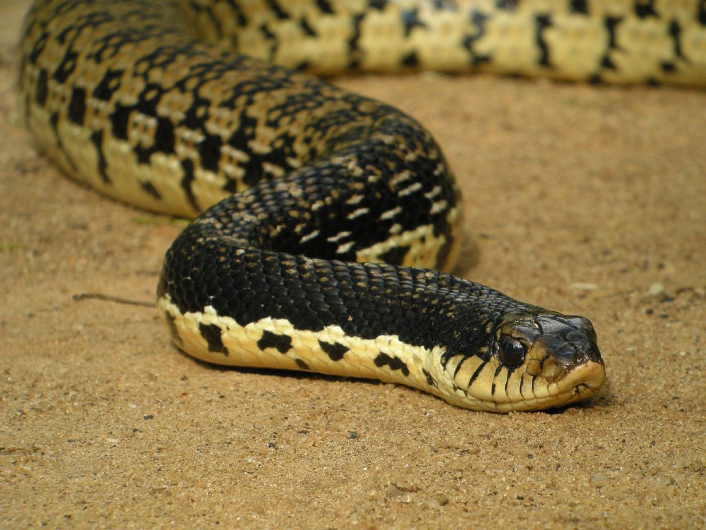 le serpent le plus gros du monde