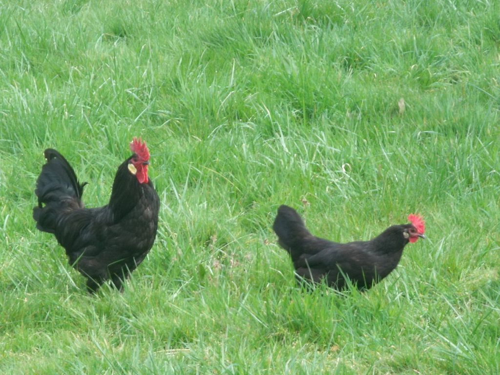 les oeufs de poule