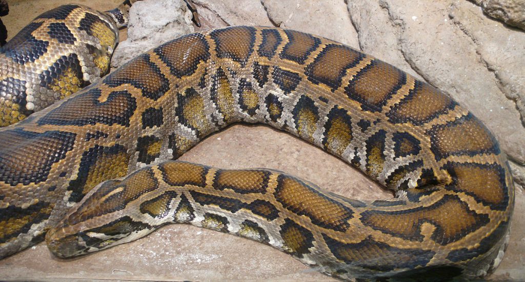 les plus grand serpent du monde