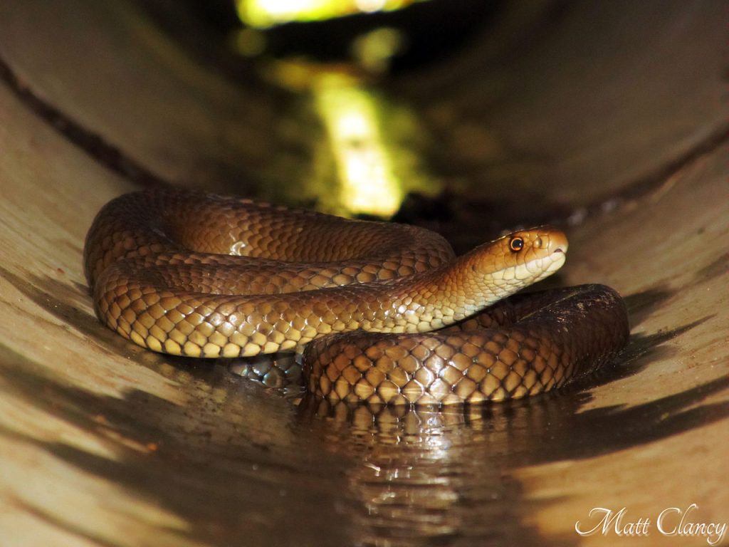 les serpents les plus gros du monde