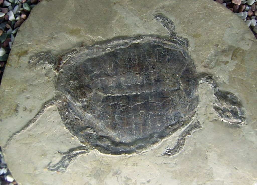 les tortues hermann
