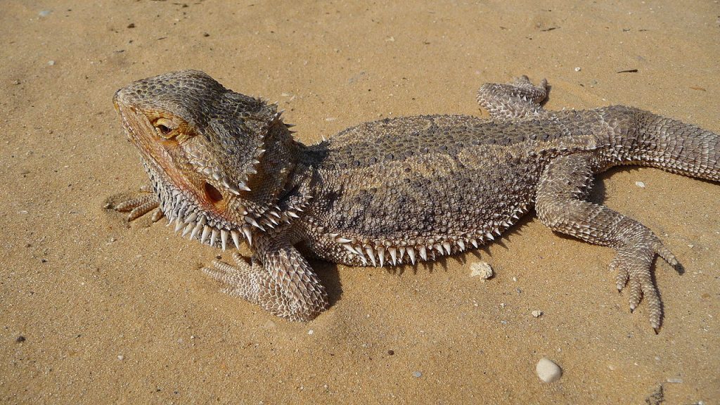 lezard gecko domestique