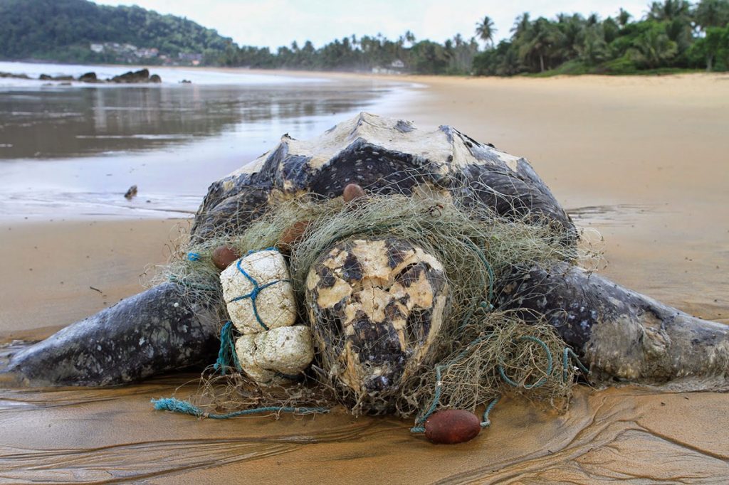 maison pour tortue de terre