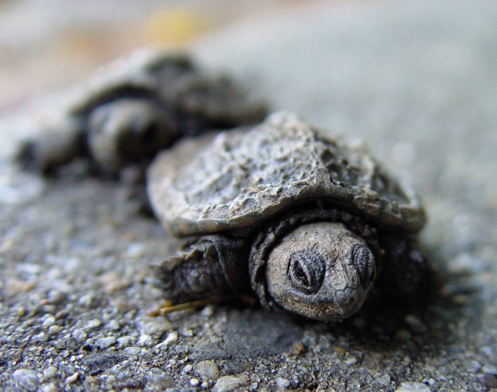 maison pour tortue terrestre