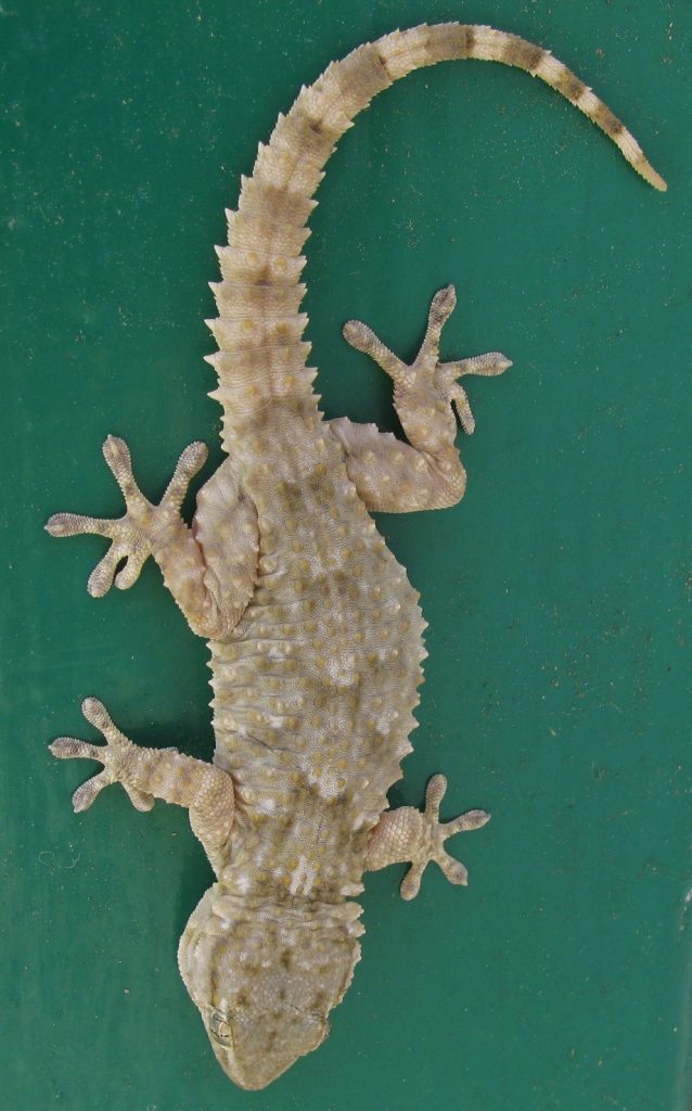 nom de pogona
