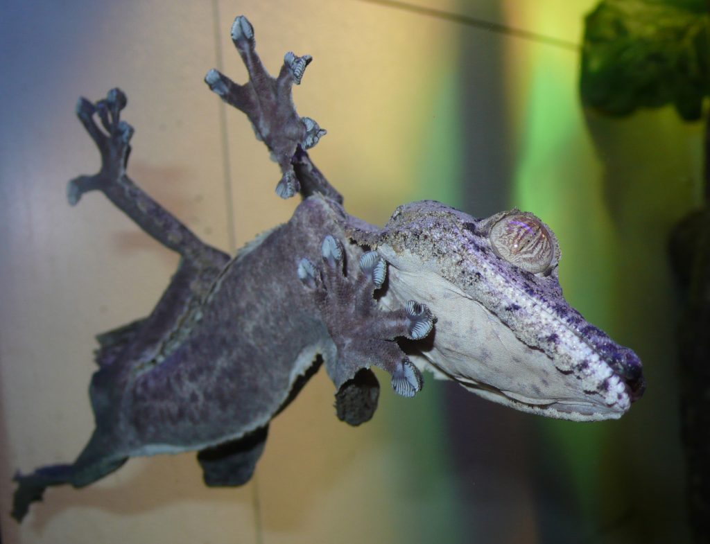 nourriture pour gecko