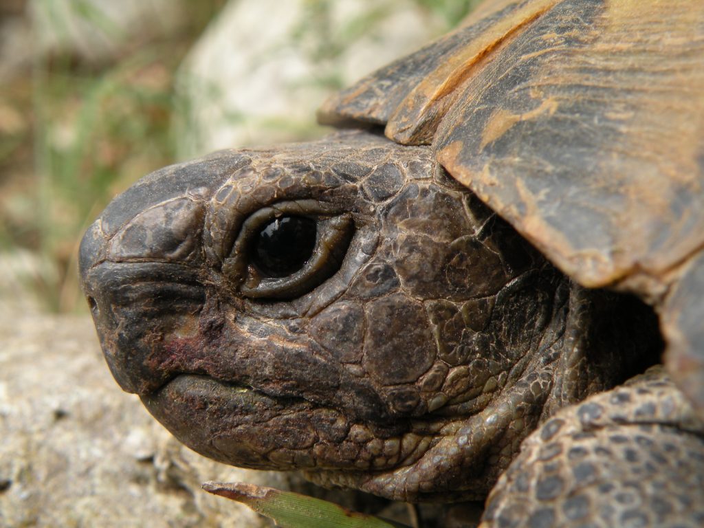 cabane a tortues hermann