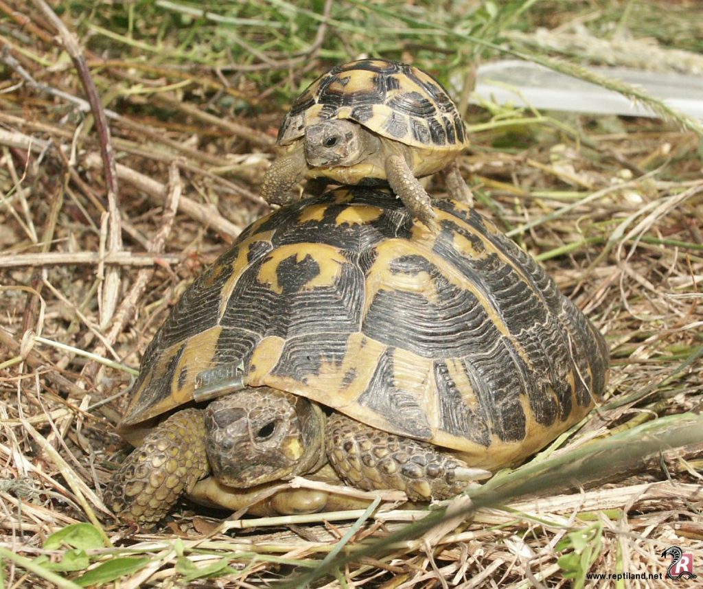 photos tortues terrestres
