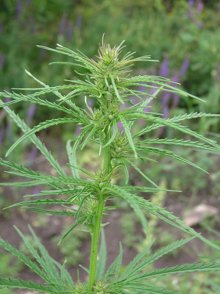 plante cannabis male