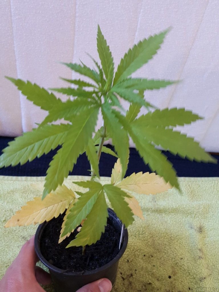 plante cannabis male