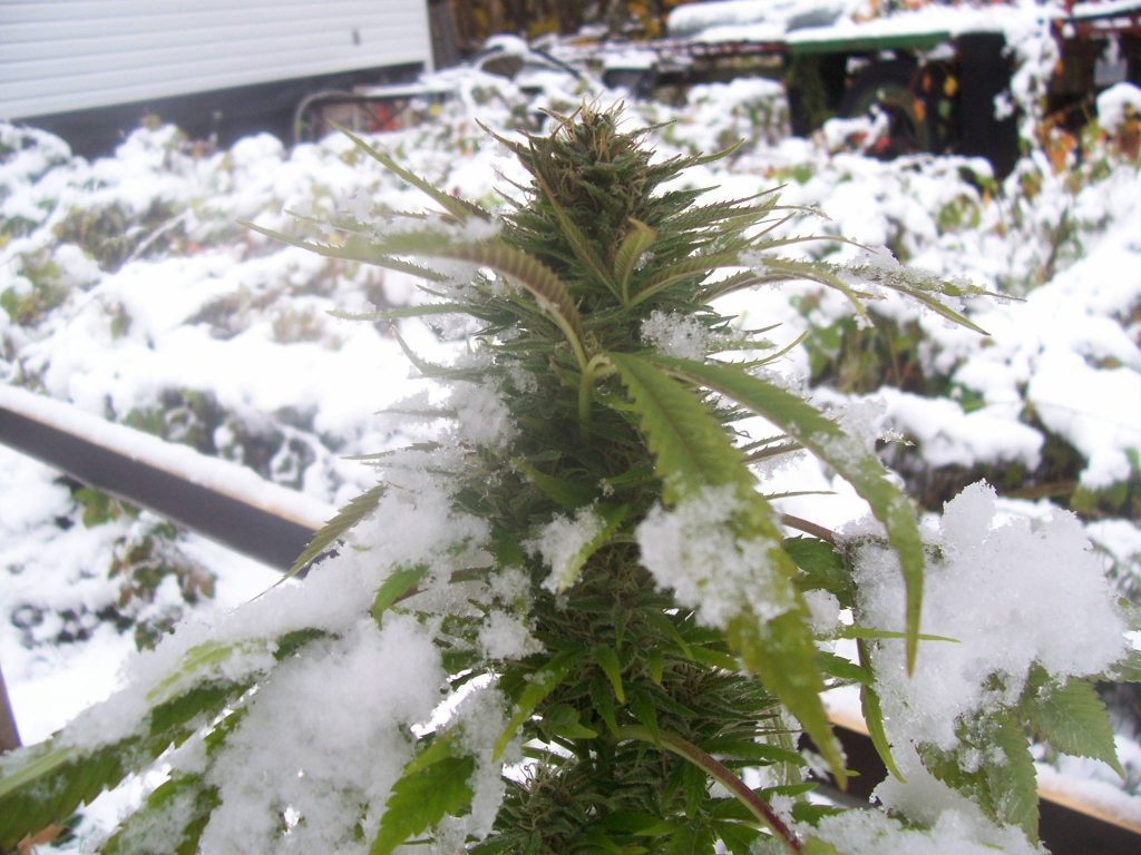 plante cannabis male